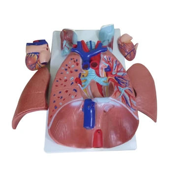 Dropship Človekovih Dihalni Sistem, Model Človeškega Negovalna Cardiopulmonary Anatomija Model, Pljučno Srce Model Za Medicinske