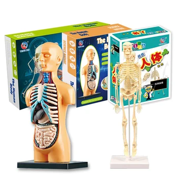 1set Anatomija Model Za Otroke Človeškega Trupa Anatomija Model Izmenljive Človeško Telo Model ForMedical Študentske Znanost Učenje