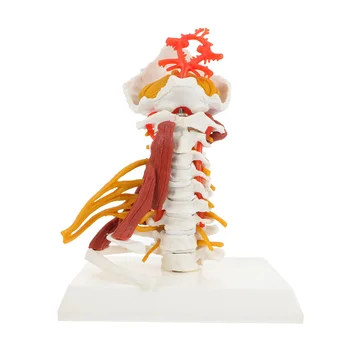 Človekove Vratnega Vretenca Medicinski Model Poučevanja Vratne Hrbtenice Model za Zaslon